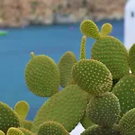 Etesians & Gasthof Super Paradise Beach (Mykonos)